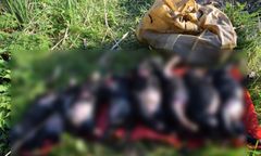 Utopił osiem żywych szczeniąt. "Tak się robi na wsiach"