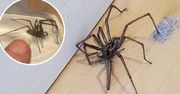 W końcu jest! Prosty sposób na pająki, który skutecznie je odstraszy