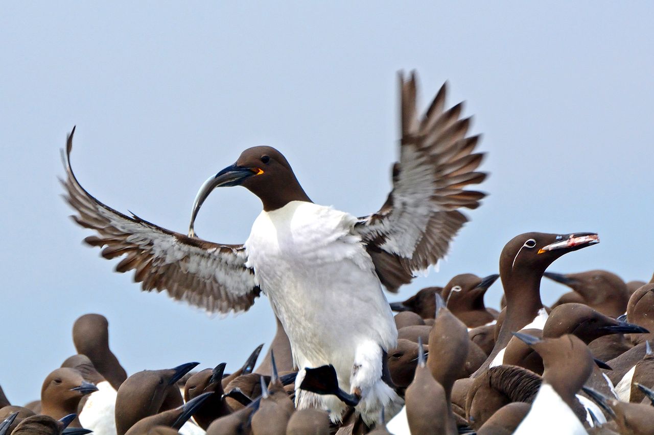 Holandia: Nagła śmierć 20 tysięcy ptaków. Okoliczności wymarcia trudne do wyjaśnienia