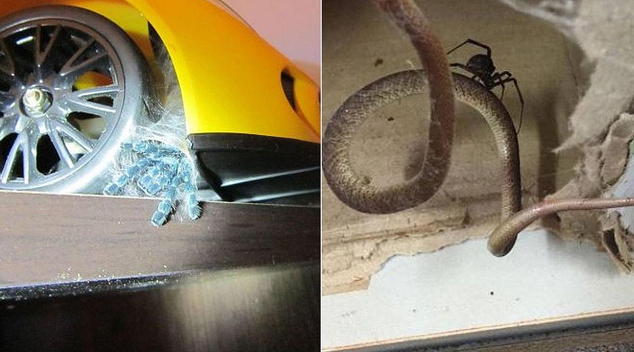 Boisz sie pająków? To lepiej nie patrz