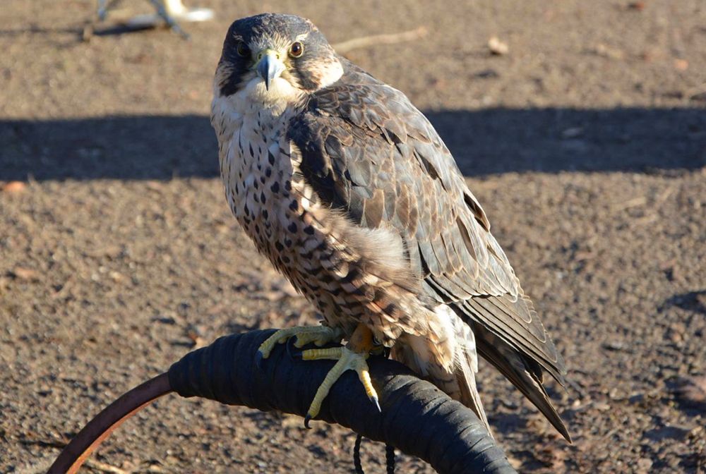 Skandal w Radomsku. Uwiązali drapieżniki na sznurkach