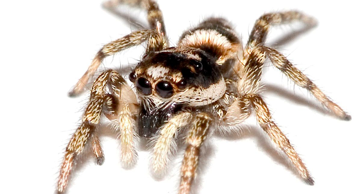 Skakun królewski - jadowity pająk polujący jak kot. Przypłynął do Polski z USA