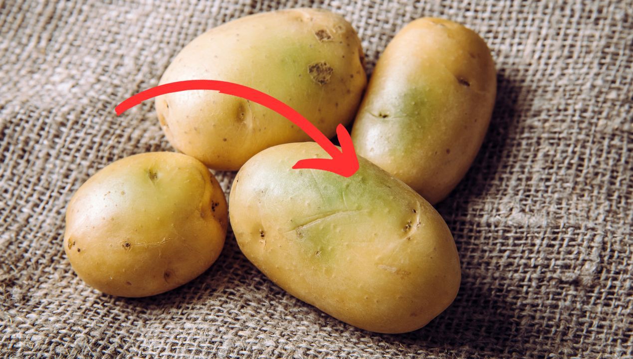 Oto co zawierają zielone ziemniaki. Przyjrzyj się im dokładnie
