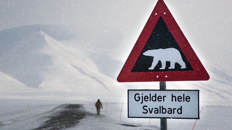 Svalbard to archipelag na biegunie północnym, w którym żyje ok. 2 tys. niedźwiedzi polarnych