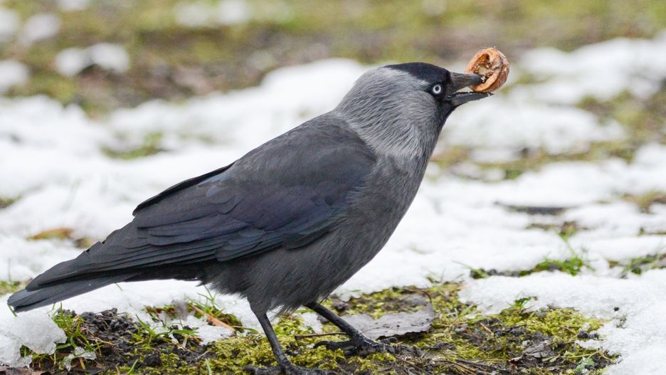 Prawie 200  martwych kawek zostało odnalezionych na Mokotowie.