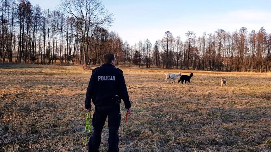 Alpaki stwarzały zagrożenie na drodze, więc przegoniono je na łąkę
