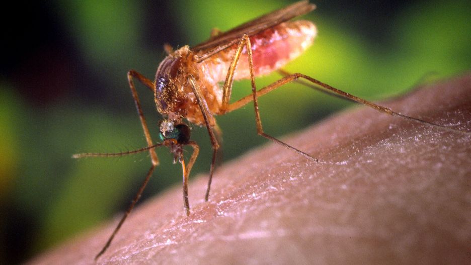 To głównie moskity przenoszą malarię.
