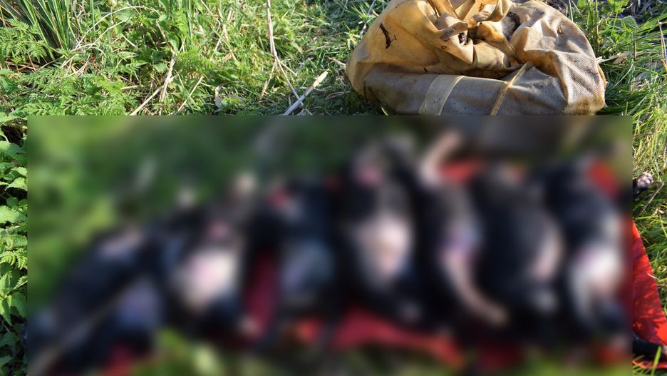 Mężczyzna utopił w bagnie 8 szczeniaków