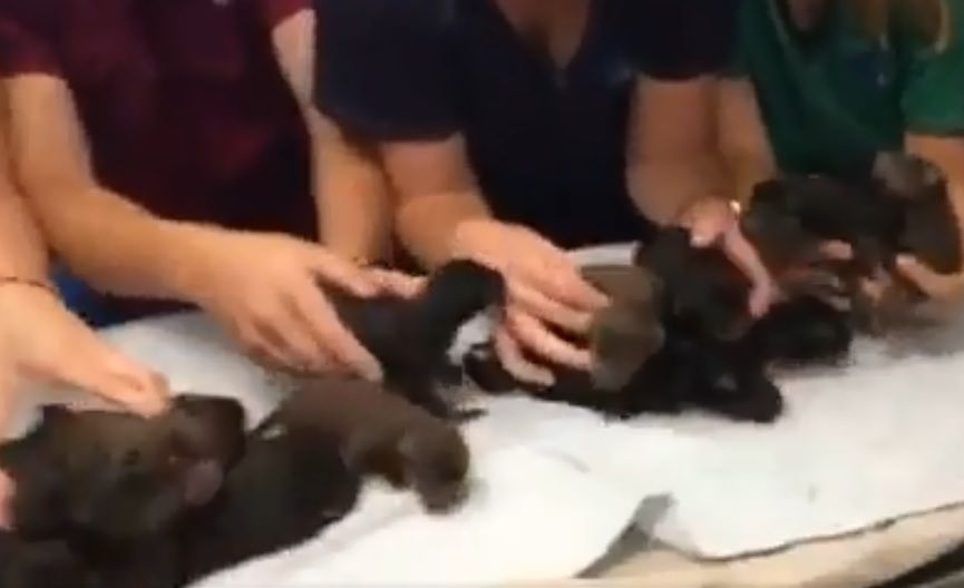 Suka dobermana urodziła 18 szczeniaków. Weterynarze przecierali oczy
