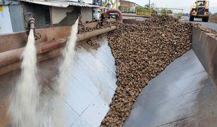 UOKiK bierze pod lupę firmy z branży rolniczej. Przetwórcy mogli wykorzystywać polskich producentów