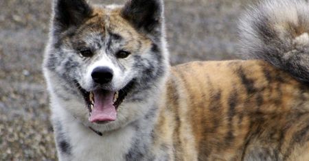 Akita rzuciła się na 8-latkę w Głownie. Pies pogryzł dziecku twarz