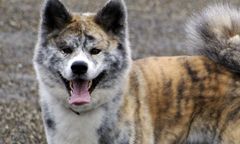 Akita rzuciła się na 8-latkę w Głownie. Pies pogryzł dziecku twarz