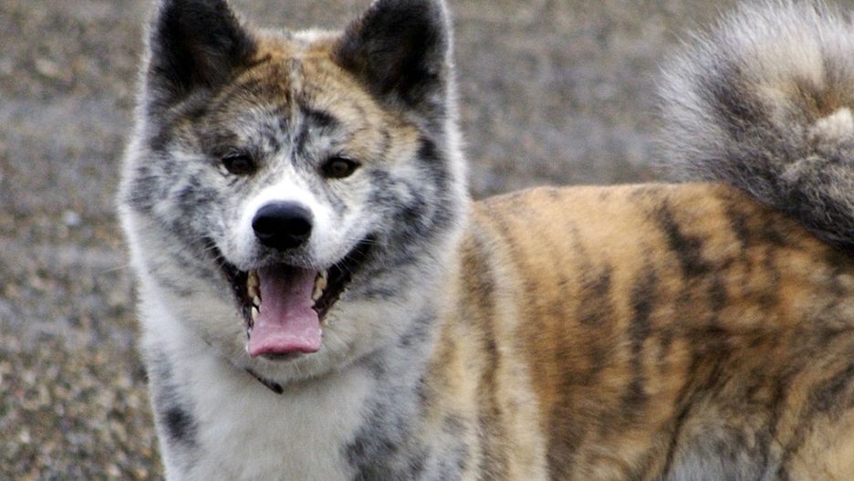 Pies ma rodowód i był szczepiony (zdj. ilustracyjne)