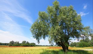 Pogoda na dziś — środa 31 lipca. Prognoza dla Warszawy, Gdańska, Wrocławia i innych. Sprawdź, gdzie będzie dziś burza, a gdzie zaświeci słońce