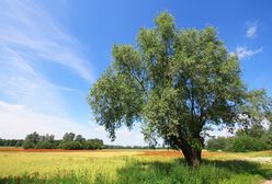 Pogoda na dziś — środa 31 lipca. Prognoza dla Warszawy, Gdańska, Wrocławia i innych. Sprawdź, gdzie będzie dziś burza, a gdzie zaświeci słońce