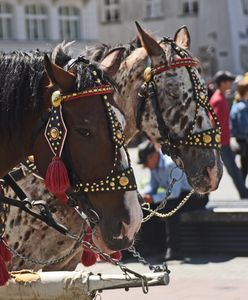 Potężny upał w Krakowie. Zakazano wjazdu dorożek na rynek