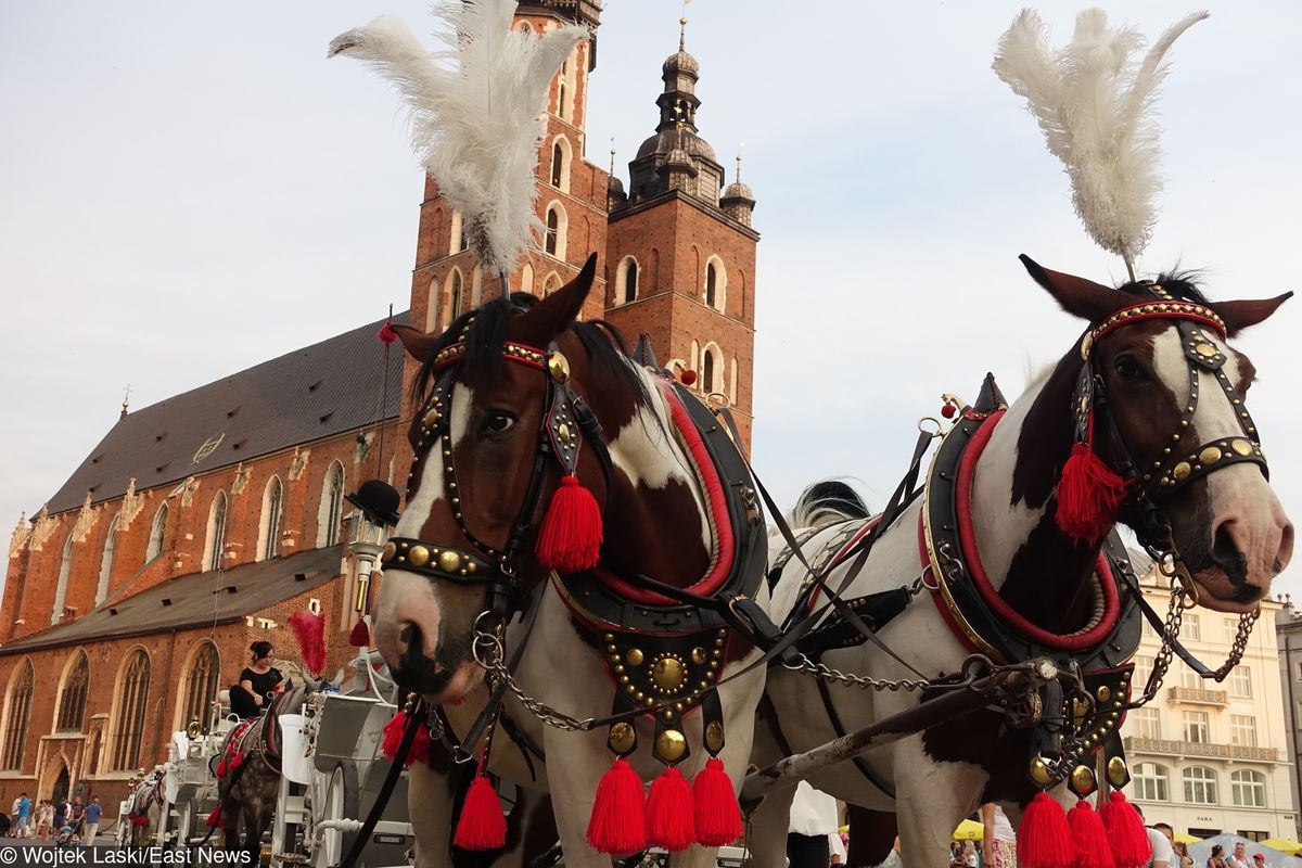 Kraków. Koniec dramatu koni na rynku. Zamknięto postój