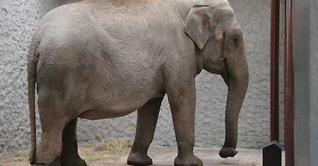 Słonie przyjechały do krakowskiego ZOO