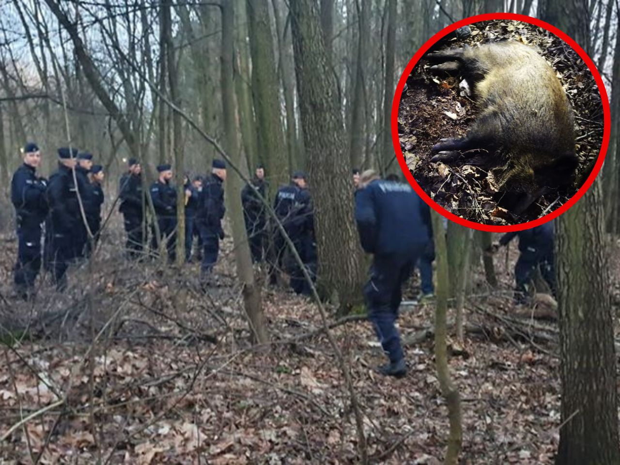 Kraków. Dzik zaatakował mieszkańców. Interweniowała policja