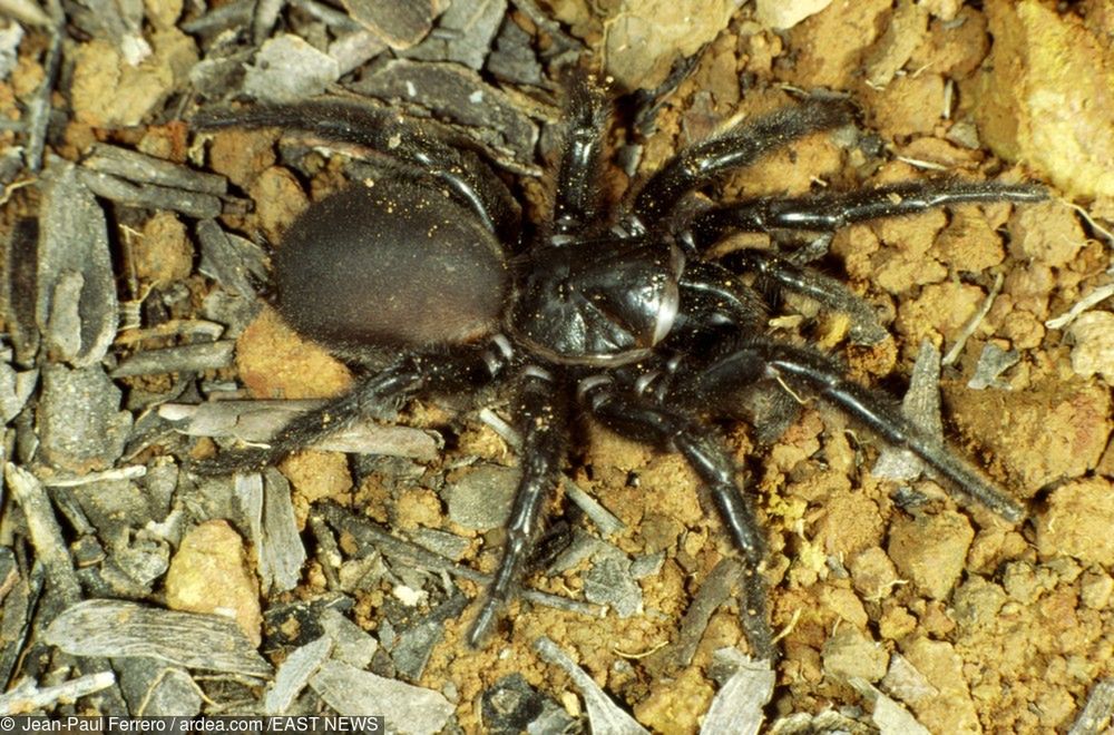 Plaga zabójczych pająków w Australii. Wszystko przez deszcze