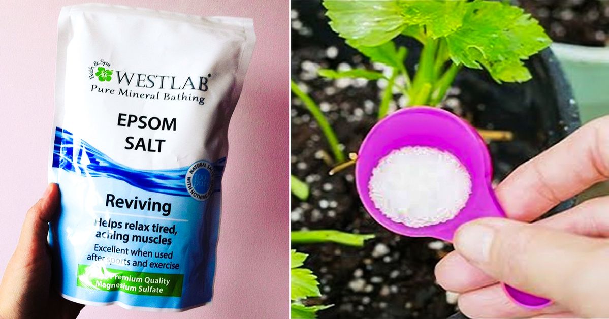 11 Applications of Epsom Salt. Gardeners Find It Indispensable
