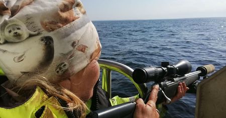 Tak zabijają foki na Bałtyku. "Kocham je. Zabijam jedną tygodniowo"