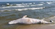 Bałtyk wyrzucił na brzeg wieloryba. Nowe fakty