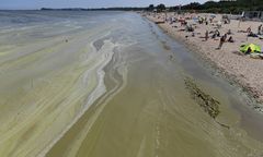 Sinice w Bałtyku. Zamknięte kąpieliska w zachodniopomorskim