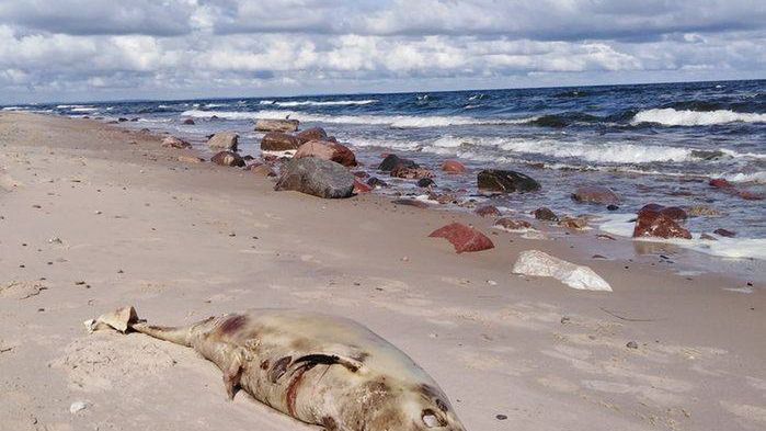 Od początku lipca Bałtyk wyrzucił na plaże 8 martwych morświnów