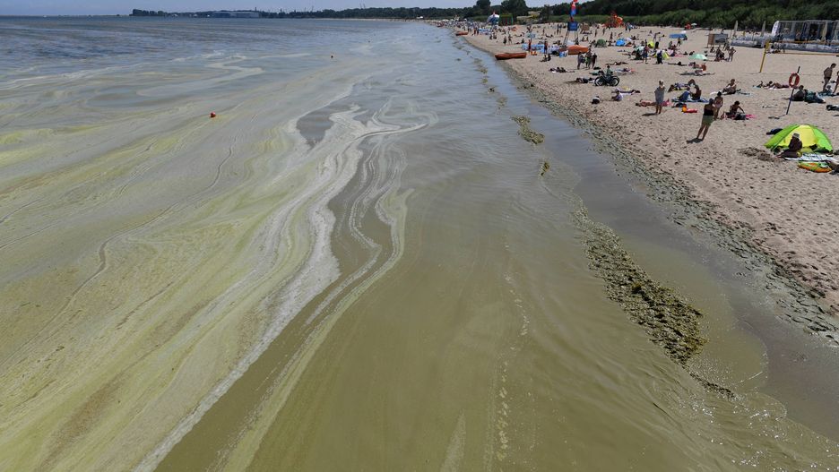 Sześć kąpielisk przy Bałtyku zostało zamkniętych z powodu sinic