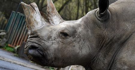 Dania. Zoo w Kopenhadze zabiło nosorożca białego