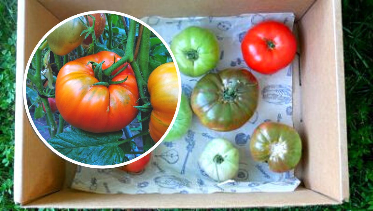 Co zrobić żeby pomidory szybciej dojrzały, fot. Pinterest / Unsplash