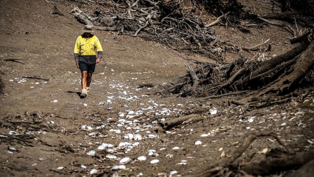 Małże na brzegu oceanu.
