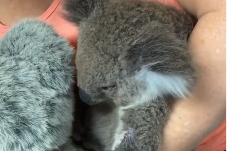 Australia. Osierocona koala przytula zabawkę, która przypomina jej mamę
