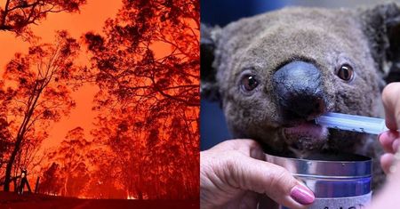 Zaadoptuj koalę! Gwiazdy odpowiadają na pożary w Australii: Zawiałow, Korwin Piotrowska, Organek...