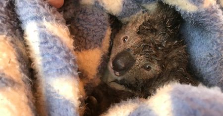 Martwe koale na plantacji drewna. "Australia powinna się tego wstydzić"