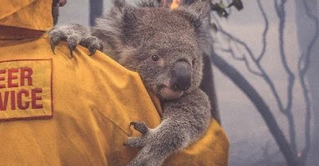 Australia. W pożarach zginęło już miliard zwierząt