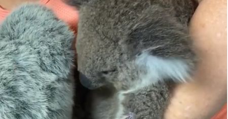 Australia. Osierocona koala przytula zabawkę, która przypomina jej mamę