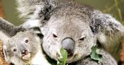W australijskiej wersji South Parku zamiast sondy analnej będzie miś koala