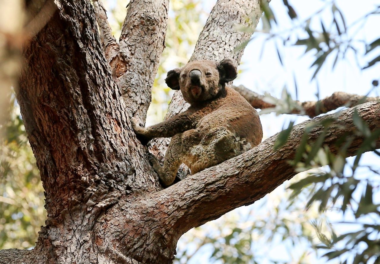 Australia. Miś koala płakał z bólu. Wzruszające wideo poruszyło internautów