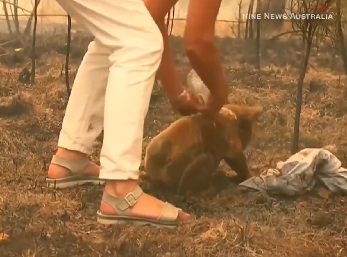 Australia w ogniu. Tragiczne doniesienia dot. koali Lewisa