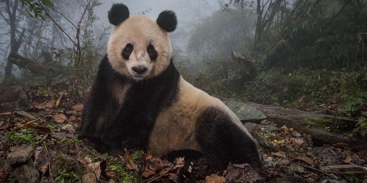 Panda. Atrakcja "made in China"