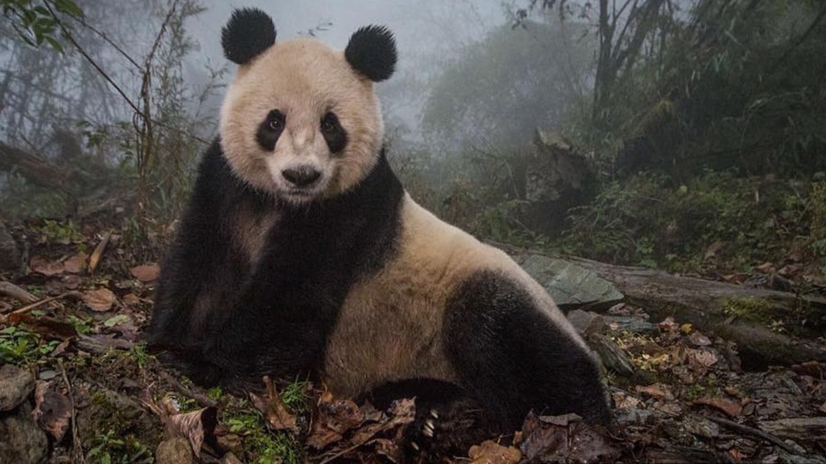 Chiny chronią pandy, a jednocześnie zarabiają na nich gigantyczne pieniądze