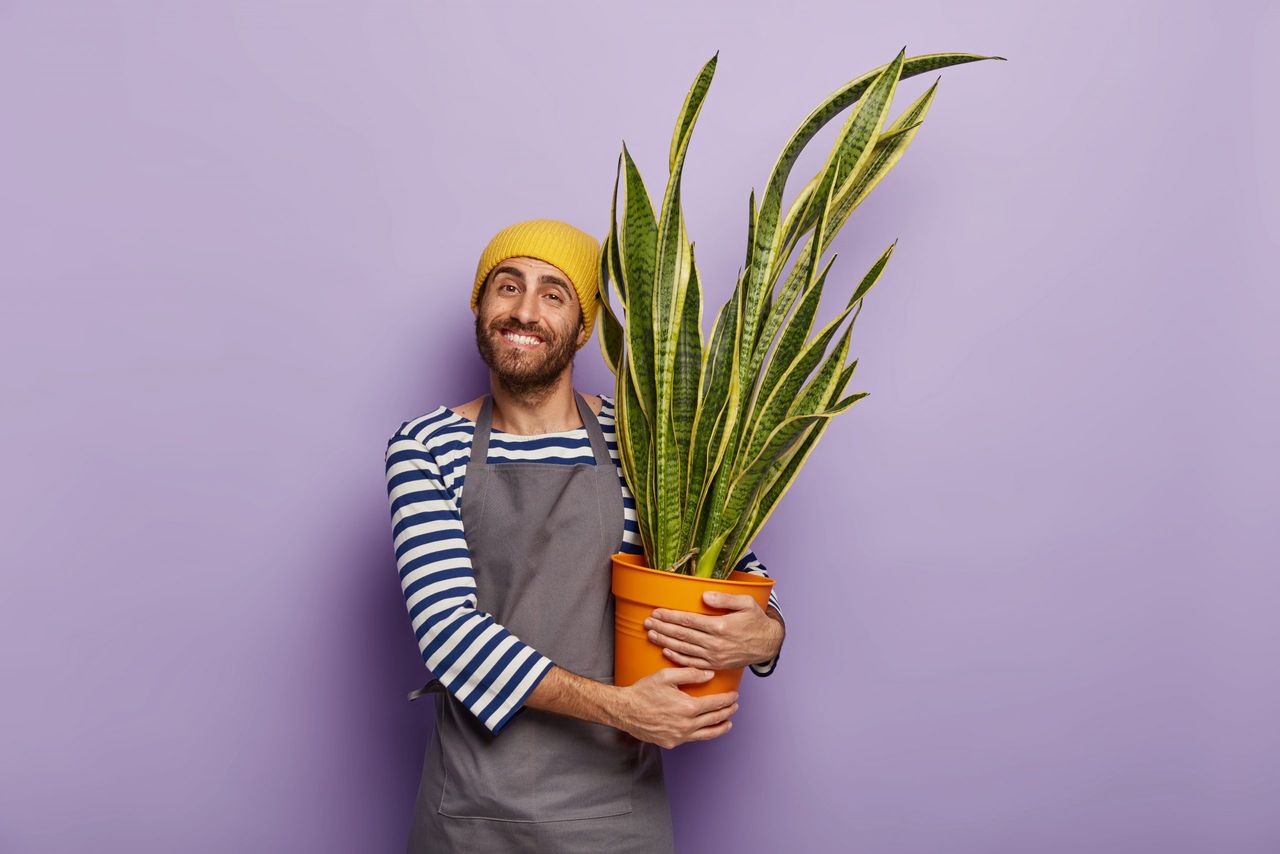 Delighted male gardener carries pot with decorative sansevieria plant with golden edge, happy it grows quickly without fertilizer, smiles broadly wears special uniform. Care about house plants concept