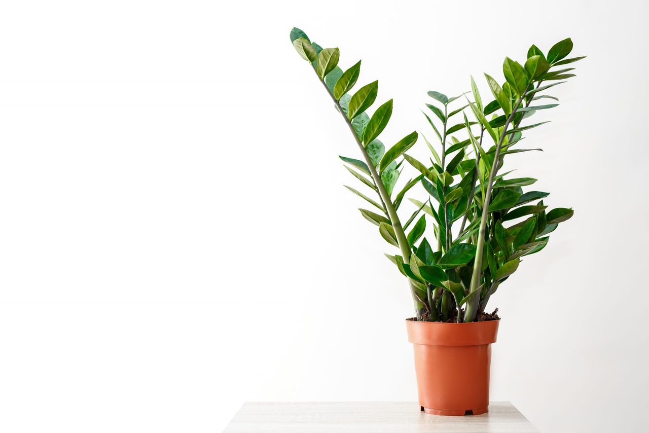 Plant in the pot, Green leaves of Zamioculcas on white background