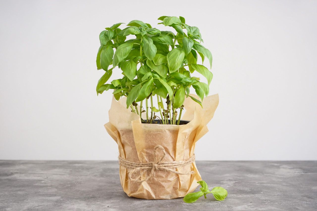 Fresh basil in pot on gray background, culinary herb.