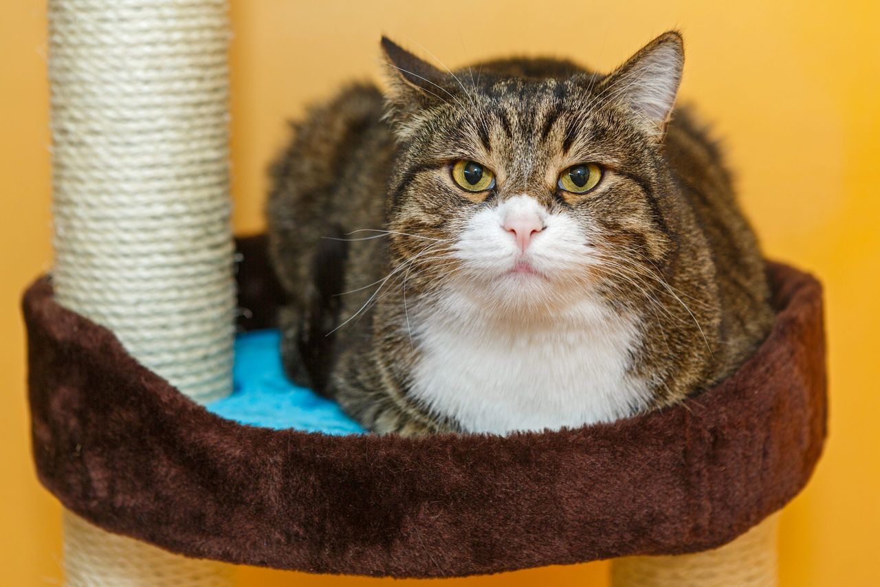 Serious grey cat sitting on scratching post against orange wall