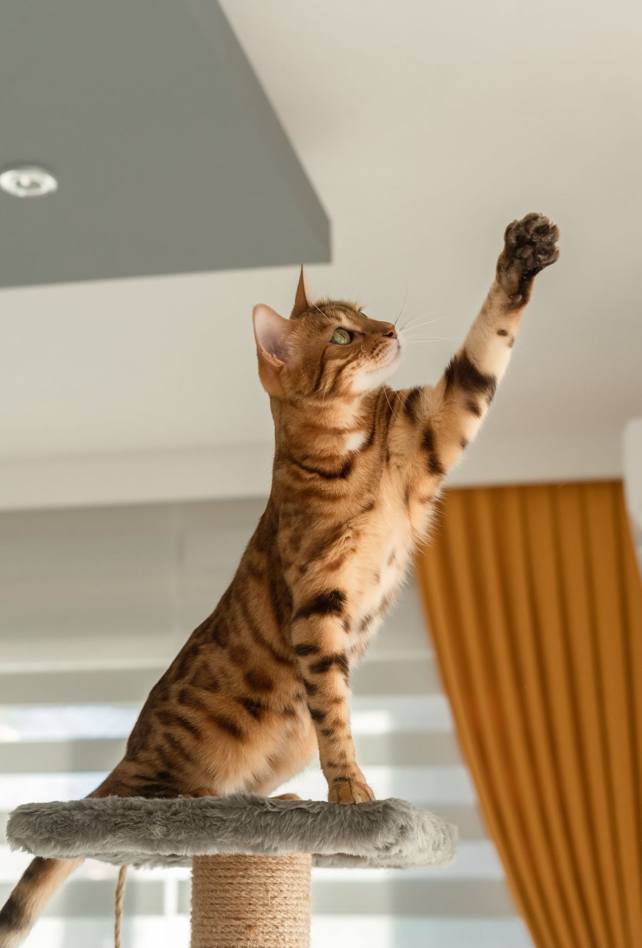 The Bengal cat sits on top of the scratching post and pulls its paw up.