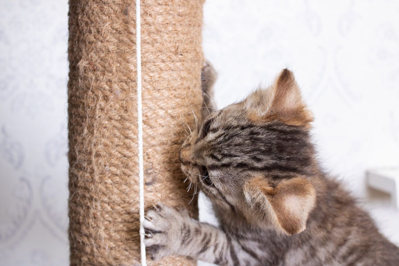 Gray kitten playing with scratching post close up