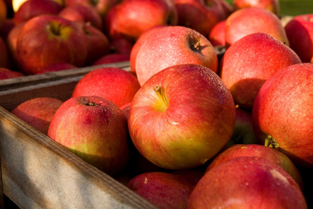 Jak przechowywać jabłka, fot. Adobe Stock